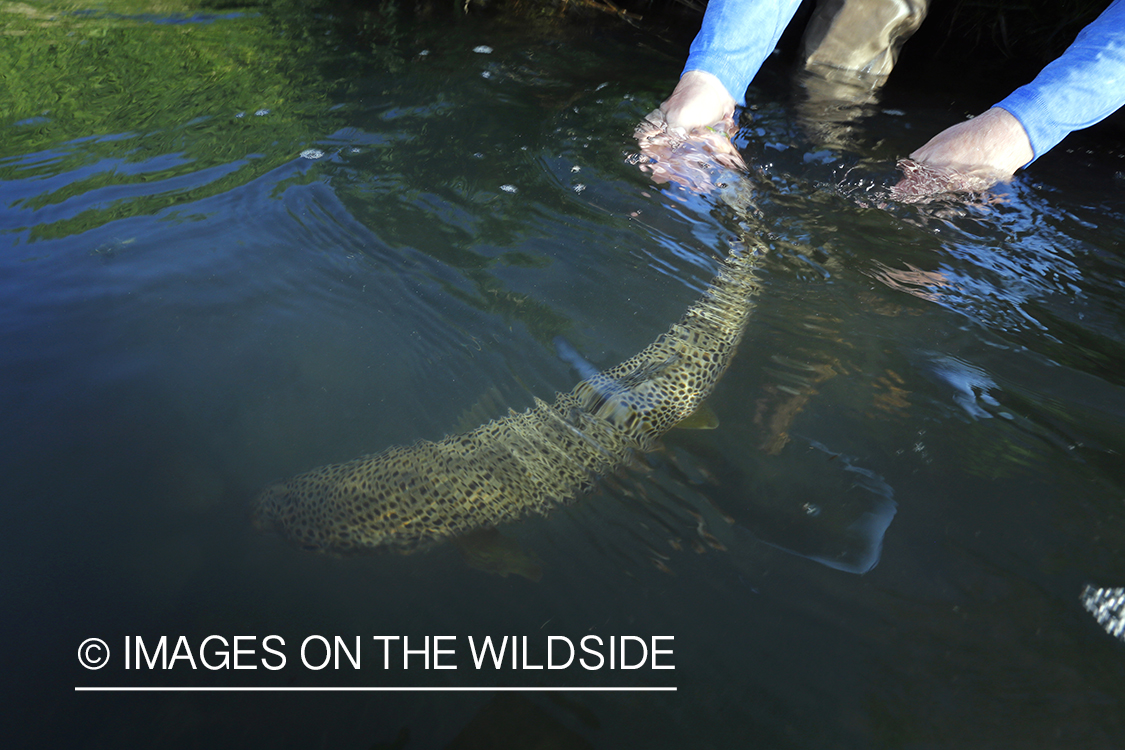 Flyfisherman releasing brown trout.