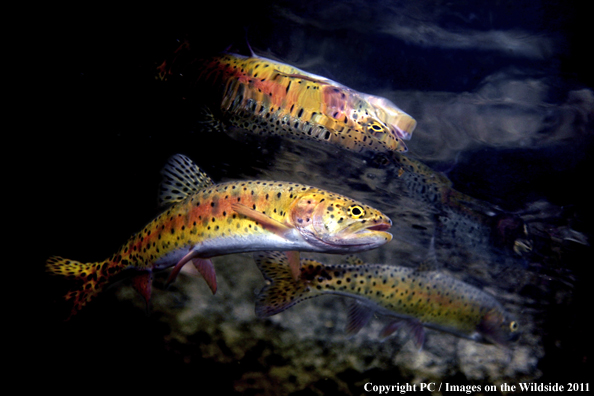 Lahontan Cutthroat, CA. 