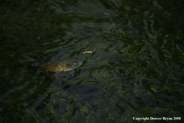 Rainbow Trout underwater below grasshopper