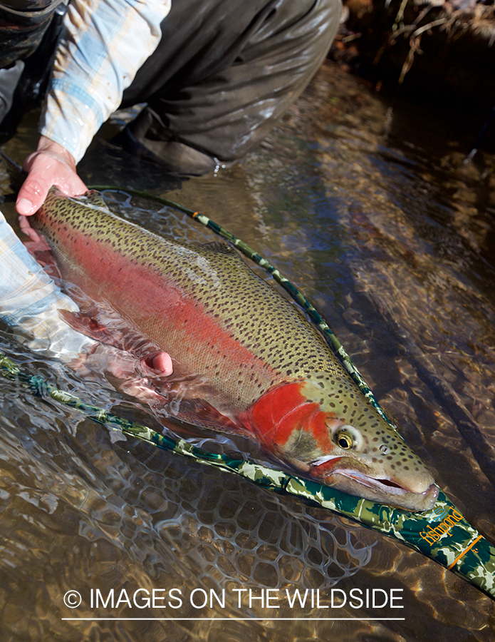 Flyfisherman with rainbow trout.