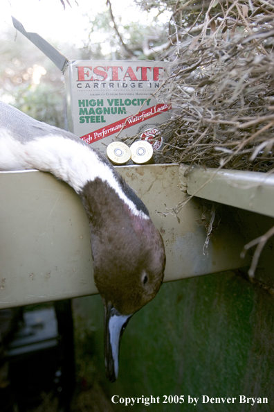 Close-up of bagged duck and box of shells in blind.