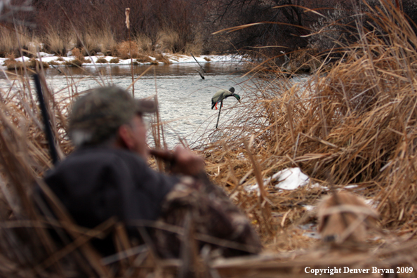 Waterfowl Decoy