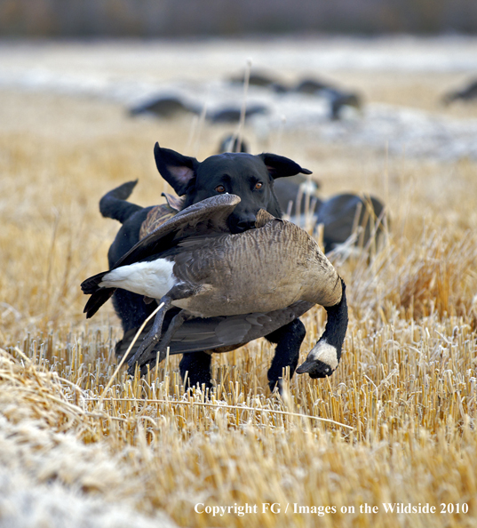 Black Labrador Retriever retrieving downed goose