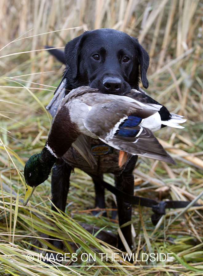 Black lab retrieving downed mallard.