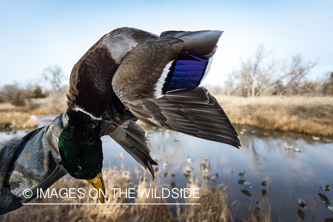 Waterfowl hunting