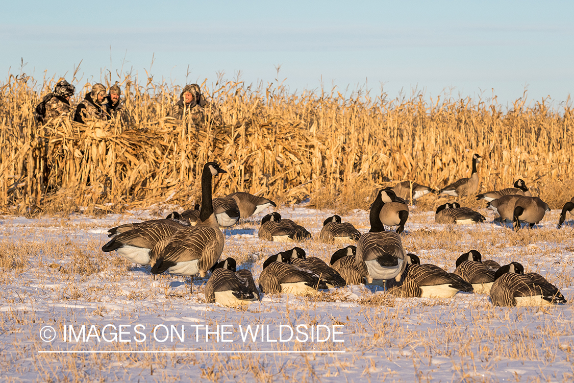 Hunters in blind overlooking Canada geese decoys.