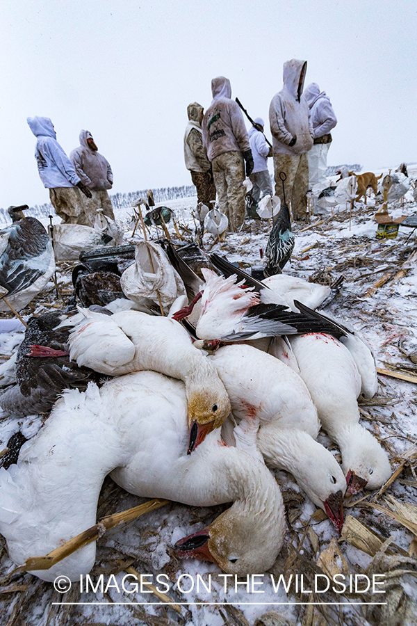 Hunters in field with bagged geese.