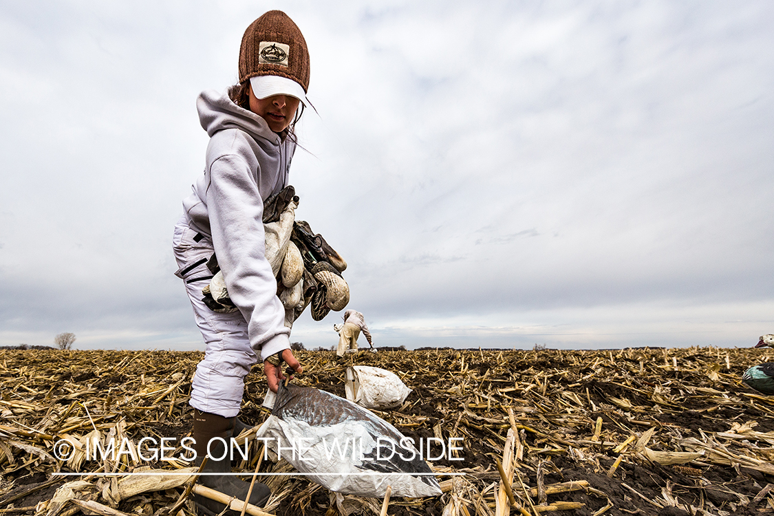 Hunter packing up after day of goose hunting.
