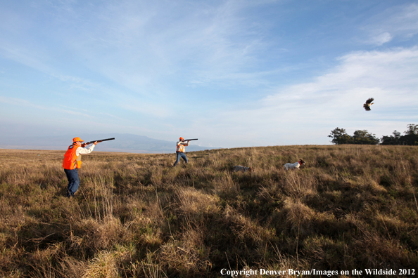 Upland game hunters shooting pheasant. 