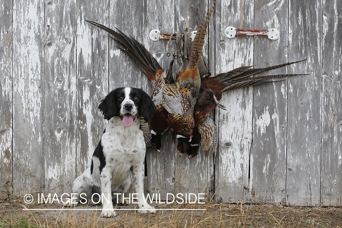 Springer spaniel with bagged pheasants.