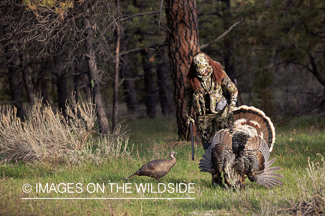 Women hunter with bagged turkey.