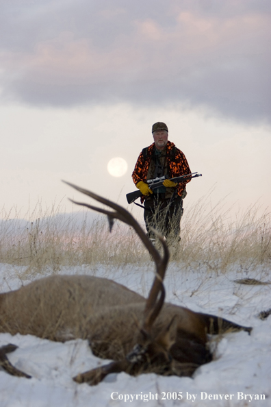 Elk hunter approaching downed elk. Full moon in background.