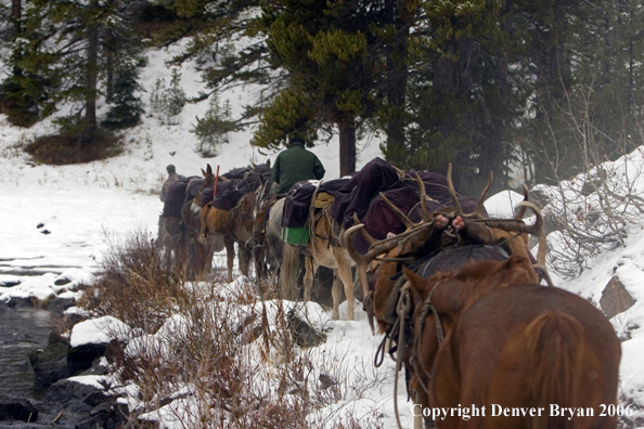 Elk hunters with bagged elk on horse packstring.  