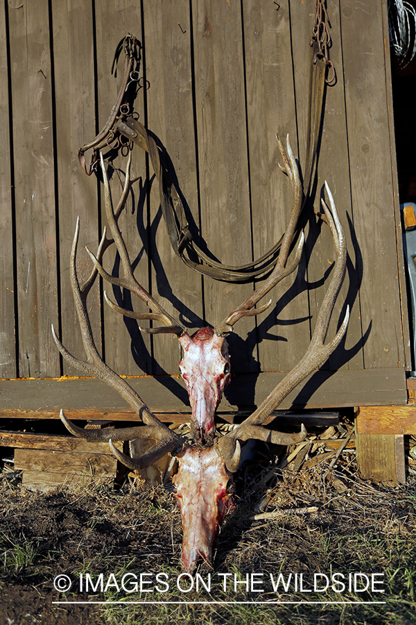 Recently bagged bull elk at camp.