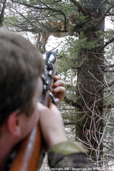 Hunter taking aim at mountain lion. 