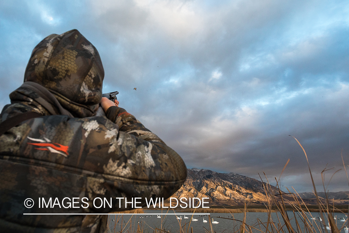 Hunting Tundra Swans and Ducks.