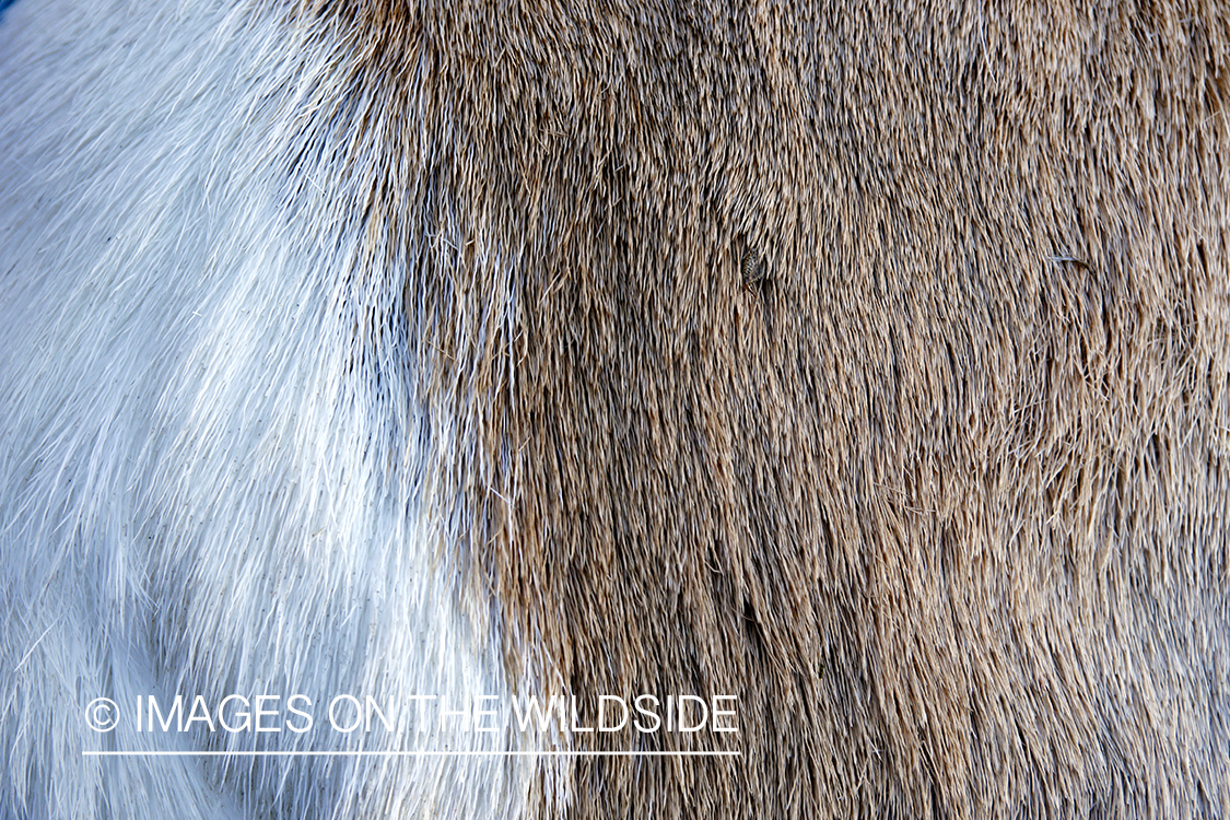 Close-up of bagged pronghorn antelope coat.