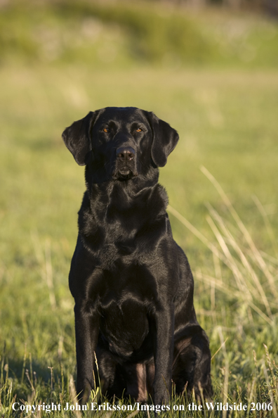 Black Labrador Retriever