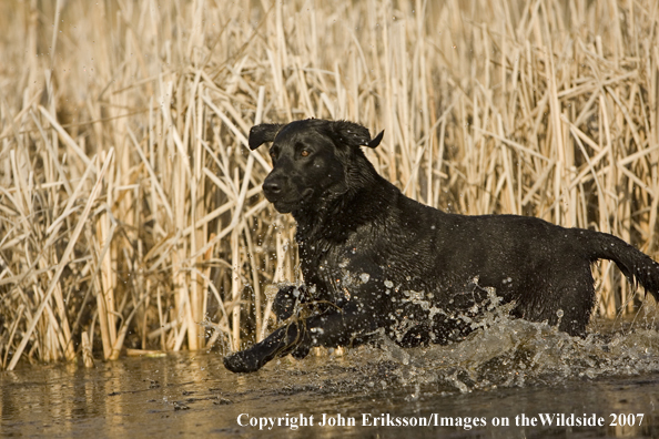 Black Labrador Retriever