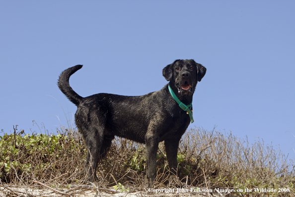 Black Labrador Retriever in field