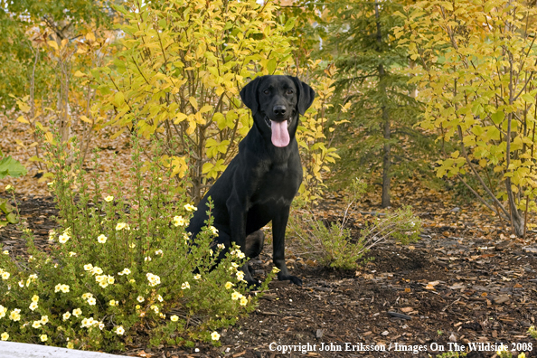 Black Labrador Retriever 