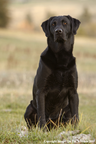 Black Labrador Retriever