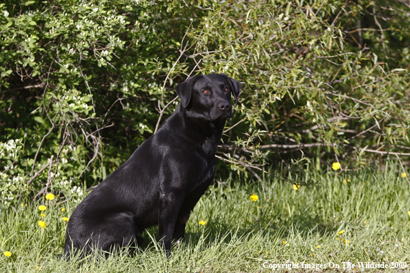 Black Labrador Retriever in field