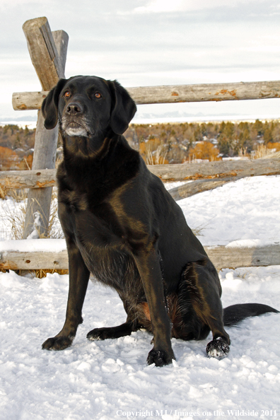 Black Labrador Retriever in winter. 