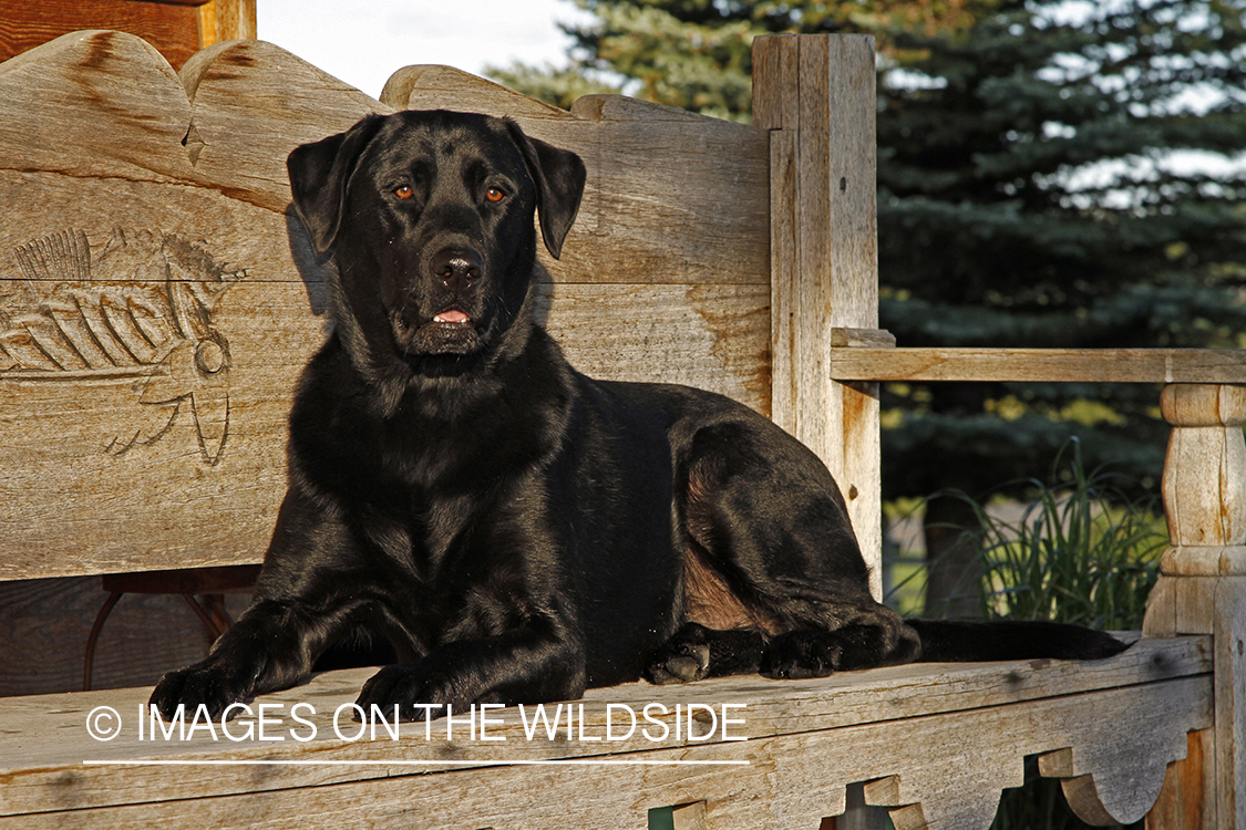 Black Labrador Retriever