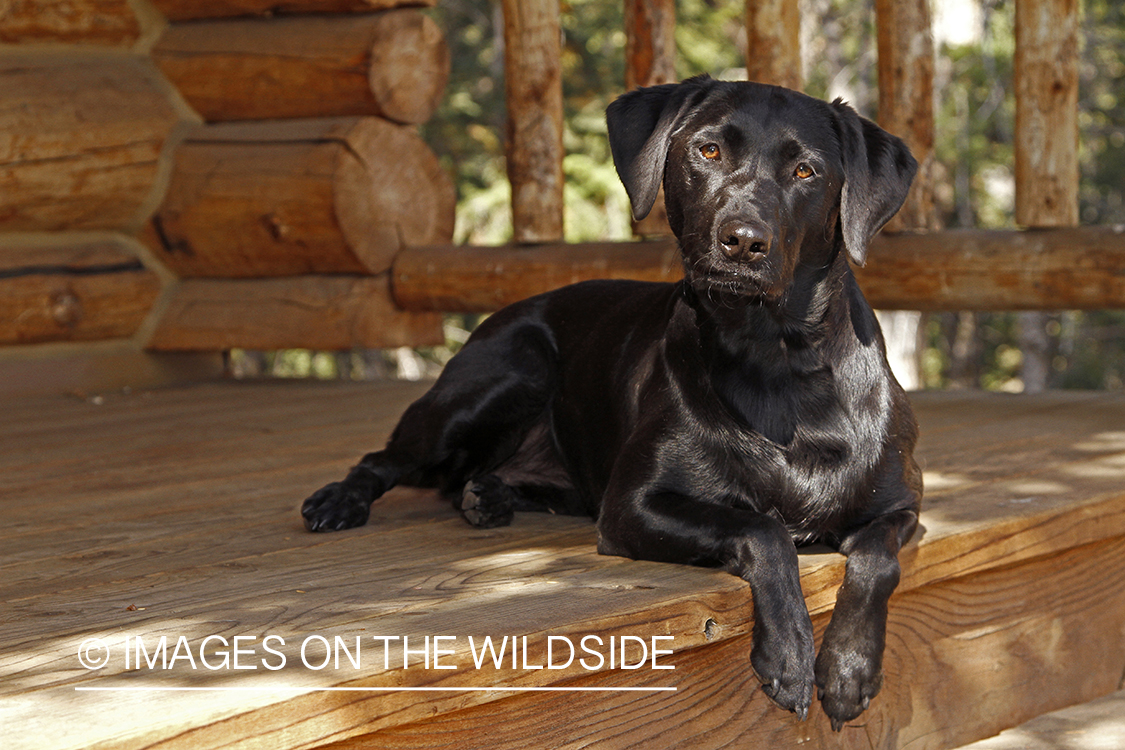 Black Labrador Retriever on porch.