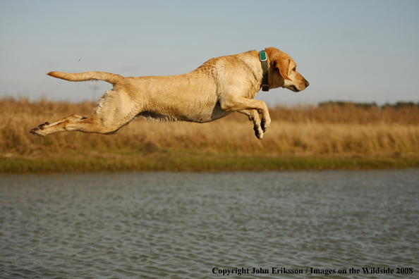 Yellow Labrador Retriever in field