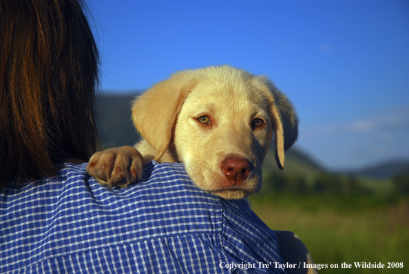 Yellow Labrador Puppy