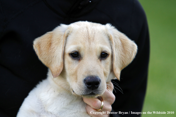 Yellow Labrador Retriever Puppy 