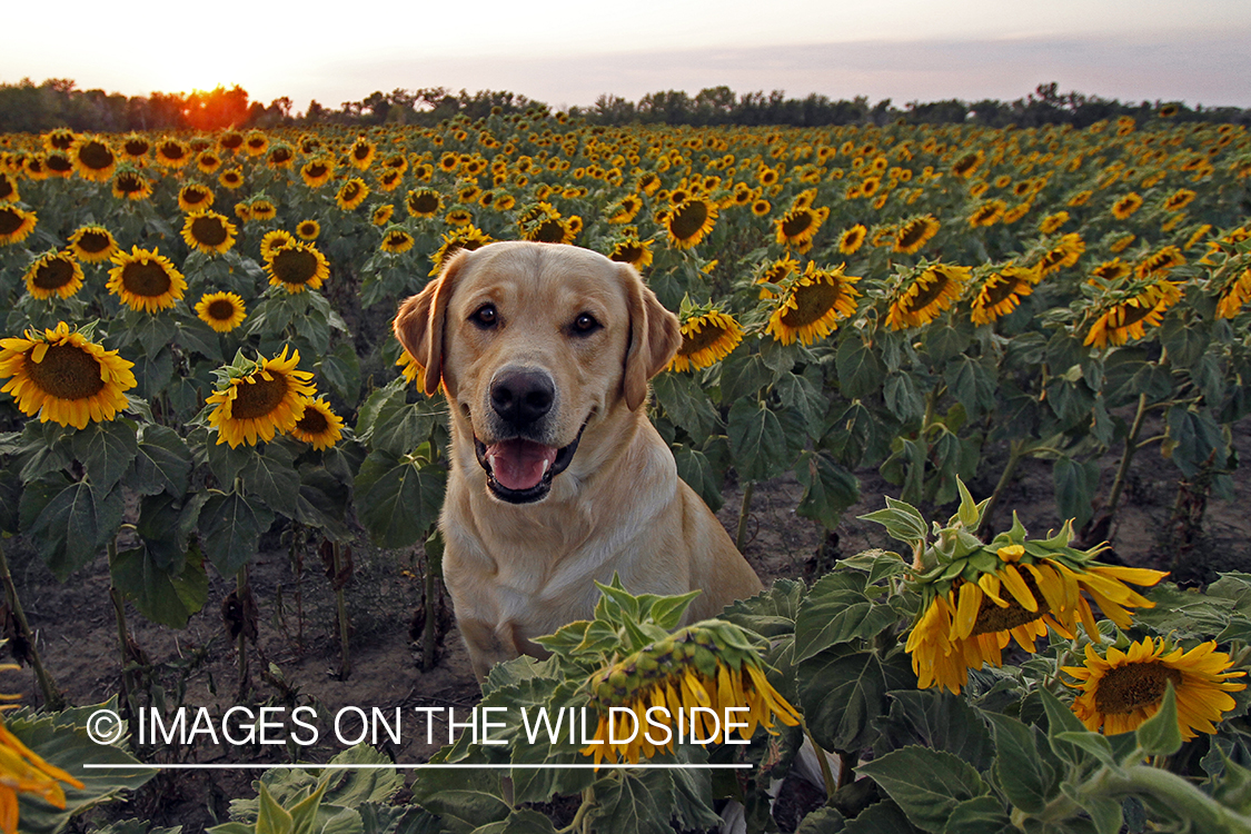 Yellow Labrador Retriever