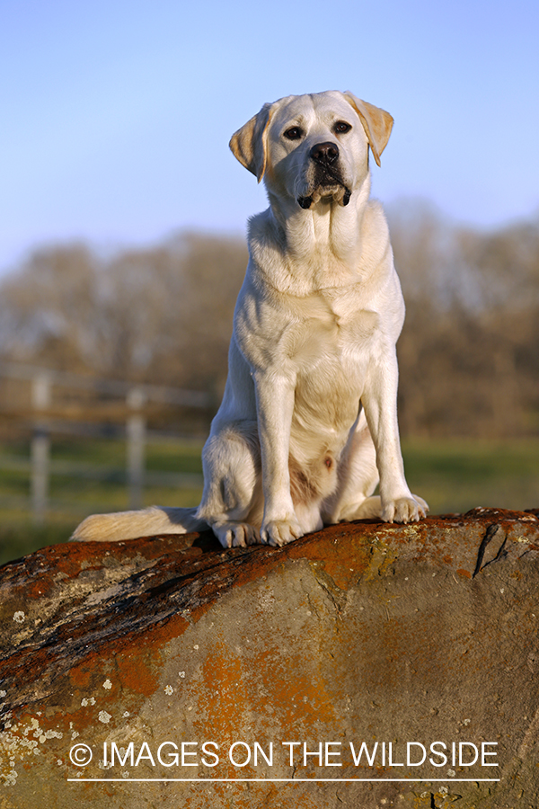 Yellow Labrador Retriever