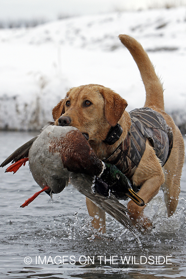 Yellow lab retrieving bagged mallard drake.