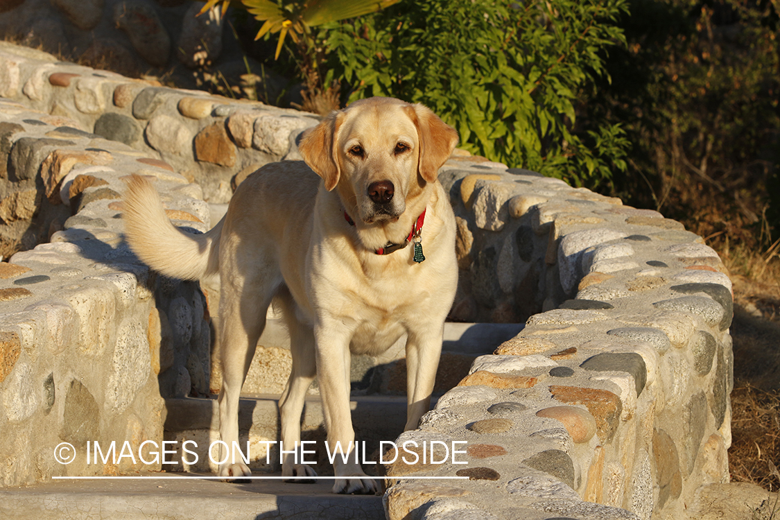 Yellow lab on cobble steps.
