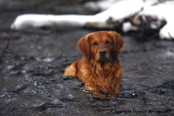 Golden Retriever laying in the water.