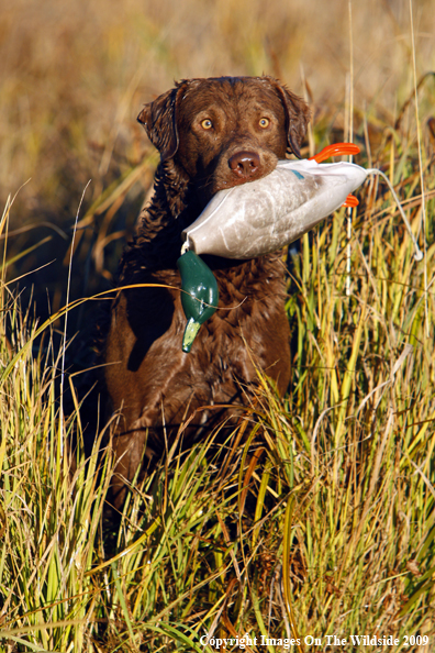 Chesapeake Bay Retriever with Duck Decoy