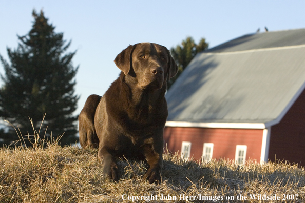 Chocolate Labrador Retriever