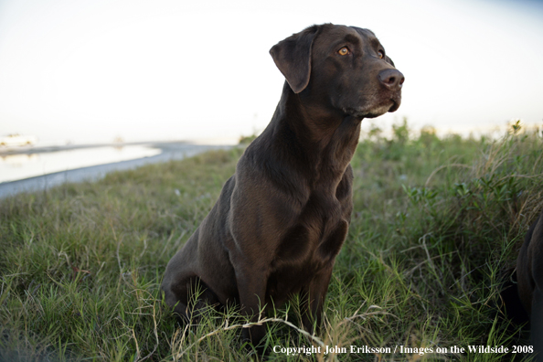 Chocolate Labrador Retriever in field