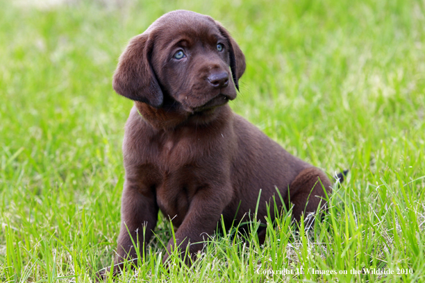 Chocolate Labrador Retriever Puppy