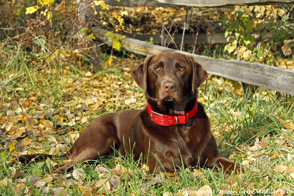 Chocolate Labrador Retriever