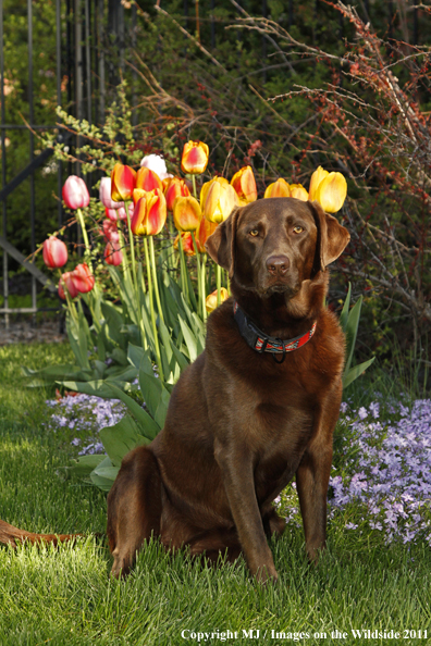 Chocolate Labrador Retriever.