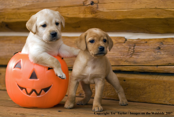 Labrador Puppies