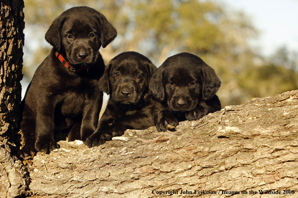 Black Labrador Retriever pups