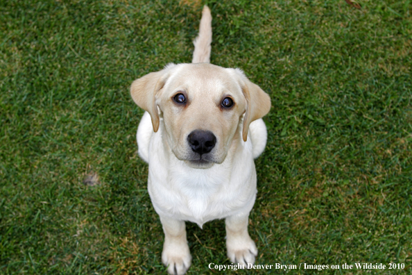 Yellow Labrador Retriever Puppy