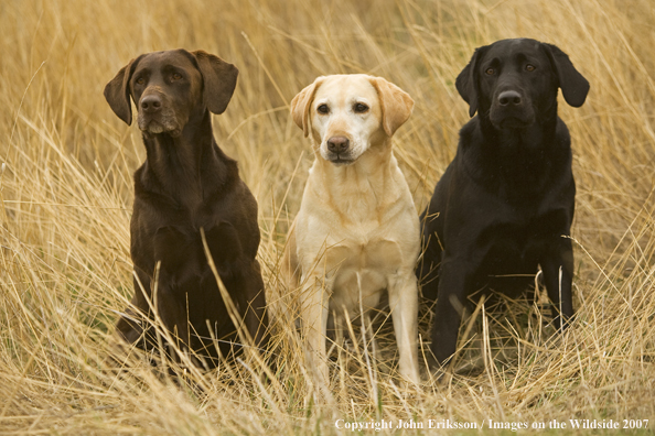 Black, Chocolate and Yellow Labrador Retrievers in field