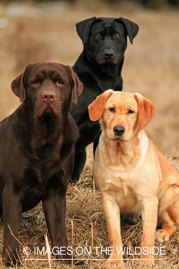 Multi-colored labrador retrievers.