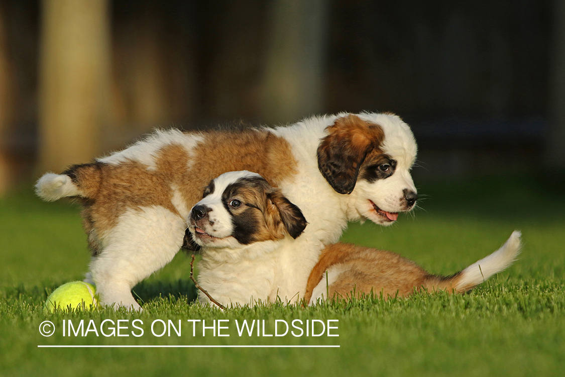 St. Bernard puppies.